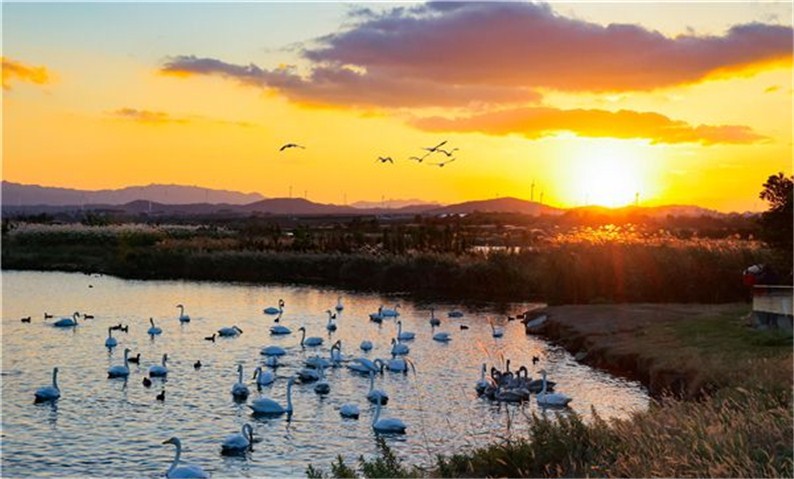 来荣成越冬大天鹅总数已超800只!凭高铁票可享荣成部分景区、酒店优惠
