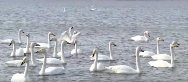 冬游威海|“天鹅IP”赋能荣成冬季旅游市场
