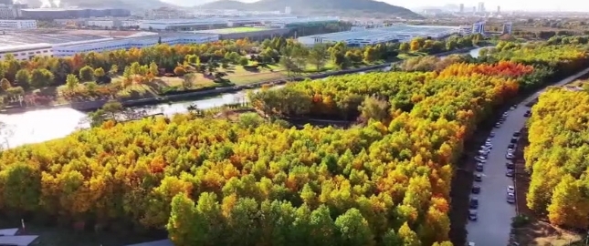 马褂木林开启“鎏金模式”