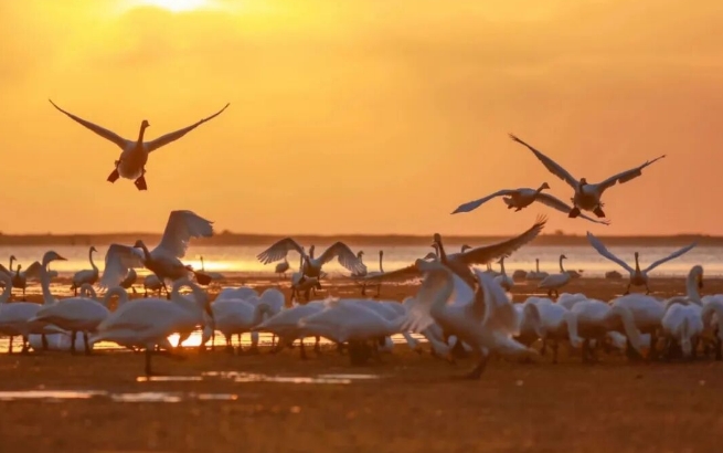 冬游威海 情满山海｜天鹅打卡指南来了！荣成、经开区、南海新区等地均能赏大天鹅