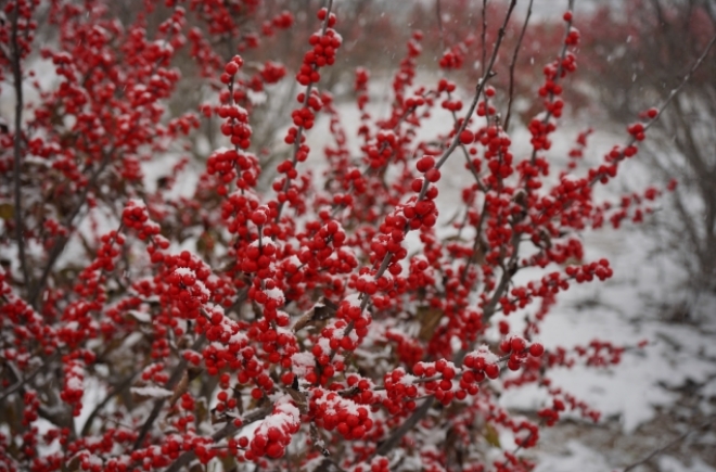 威海：北美冬青铺就红火“致富路”