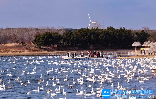 冬游威海 情满山海丨天鹅湖最高单日客流突破1.5万人次