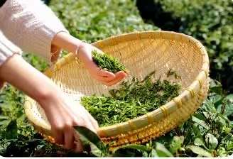 乳山茶搭上选品团长们的“购物车”丨走在前、挑大梁·新春走基层