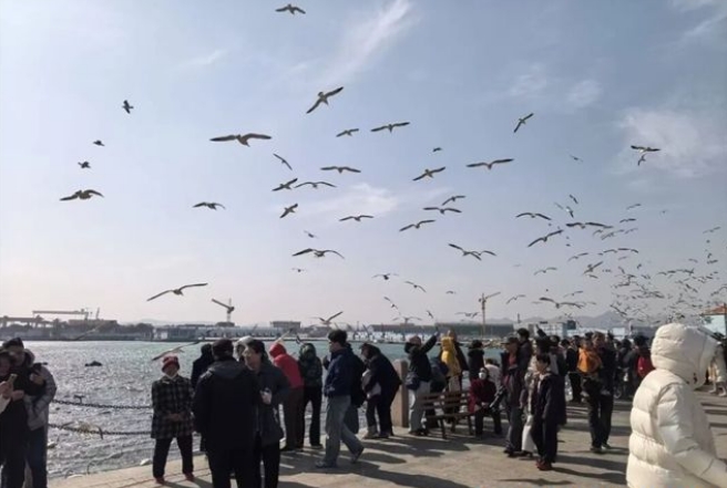 2026新春走基层丨威海：天鹅舞翩跹 渔村人气旺
