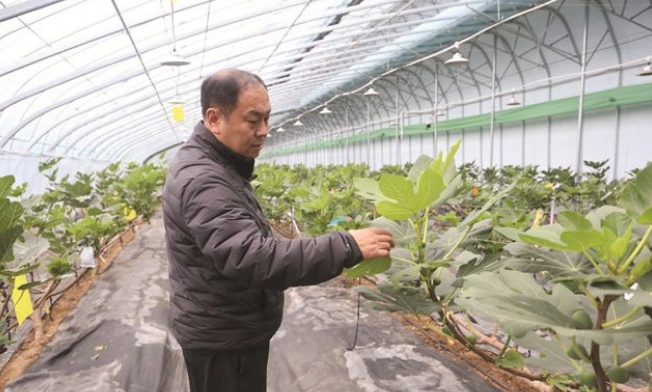 威海青皮无花果错季抢“鲜”上市