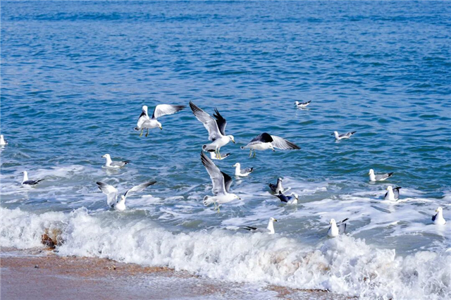 与威海来一场“鸥”遇！这份春日浪漫别错过