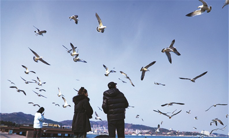 海鸥成威海“人气担当”