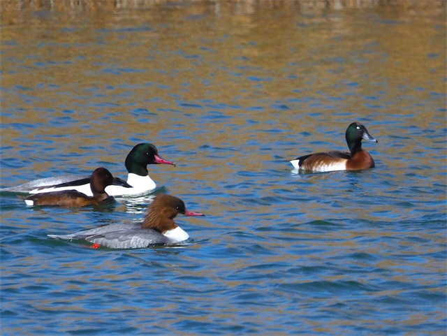 “极危”物种青头潜鸭、国家二级保护动物斑头秋沙鸭首现南海新区