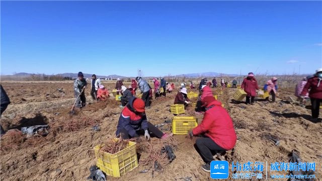文登区：“连作丹参”别样红