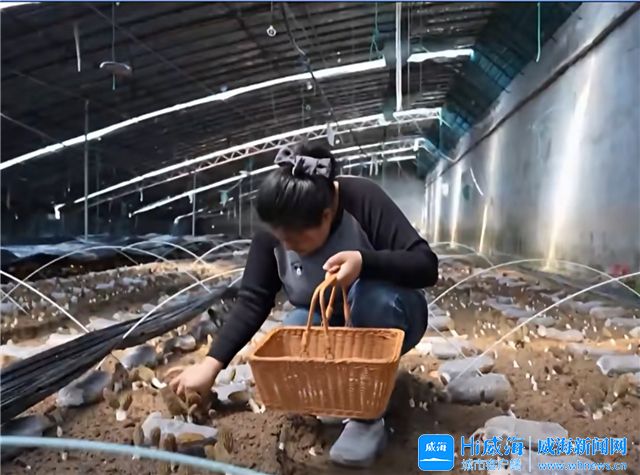 乳山羊肚菌丰收了，北上广老客户掐点下单尝“头鲜”丨记者蹲点报道