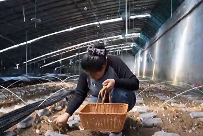 乳山羊肚菌丰收了，北上广老客户掐点下单尝“头鲜”丨记者蹲点报道
