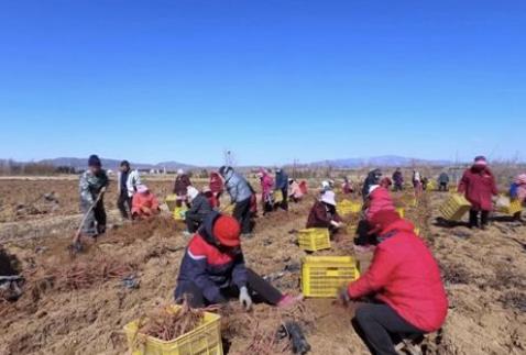 文登区：“连作丹参”别样红