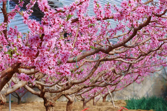 环翠区里口山今春第一片桃花开了！等你来赴约！