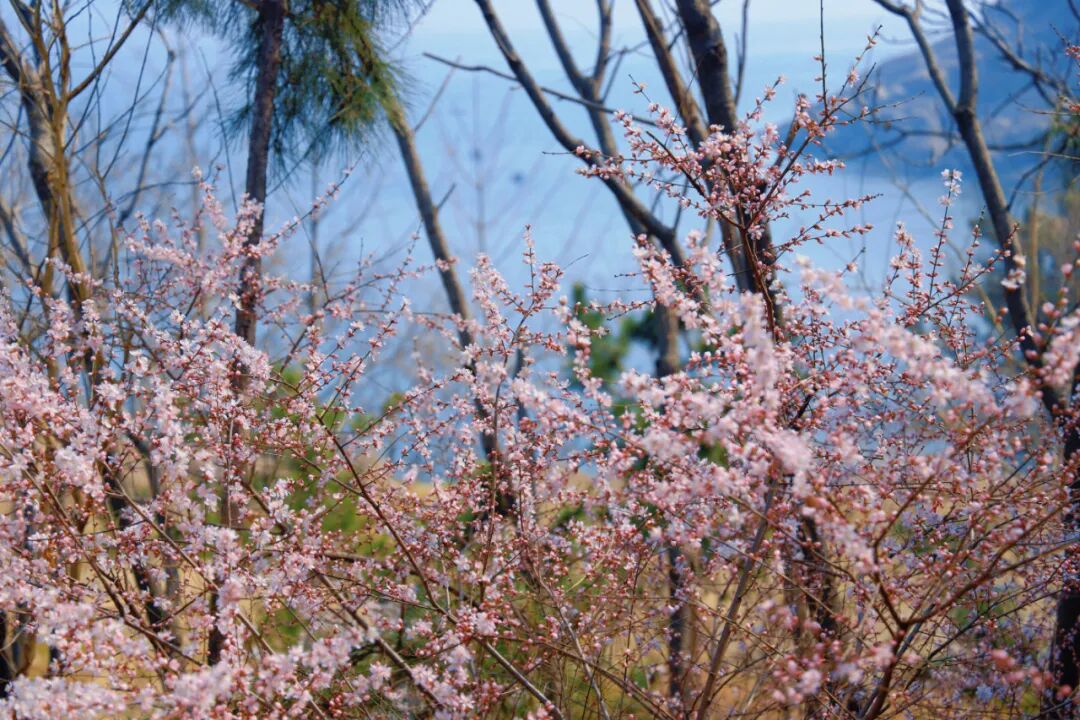 环海路山桃花开好了！4月12日，来跑威海“最美赛道”