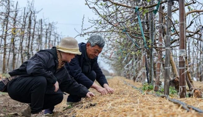 苹果树下长出“参娃娃”！威海这一生态种植新模式在全省推广丨开局“十五五” 奋斗正当时·干事创业 担当尽责