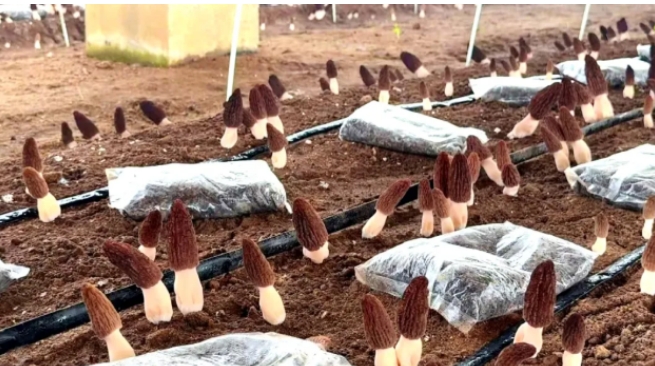 菌包“变身”沃土！临港区这里的种养循环尽显“科技范儿”