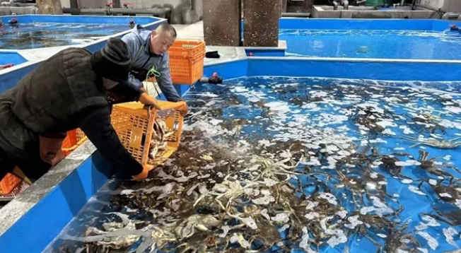 抢抓全球“鲜”机，进口海鲜从威海“游”向全国！