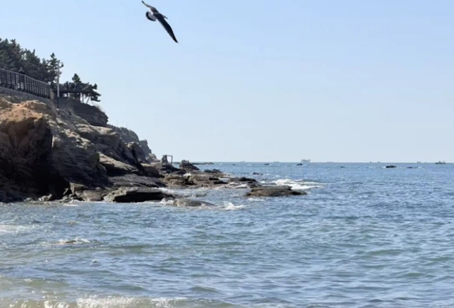 无障碍亲海！威海国际海水浴场启动防风网拆除工作