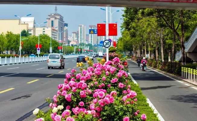 高区“玫瑰大道”迎来今年首轮“爆花期”