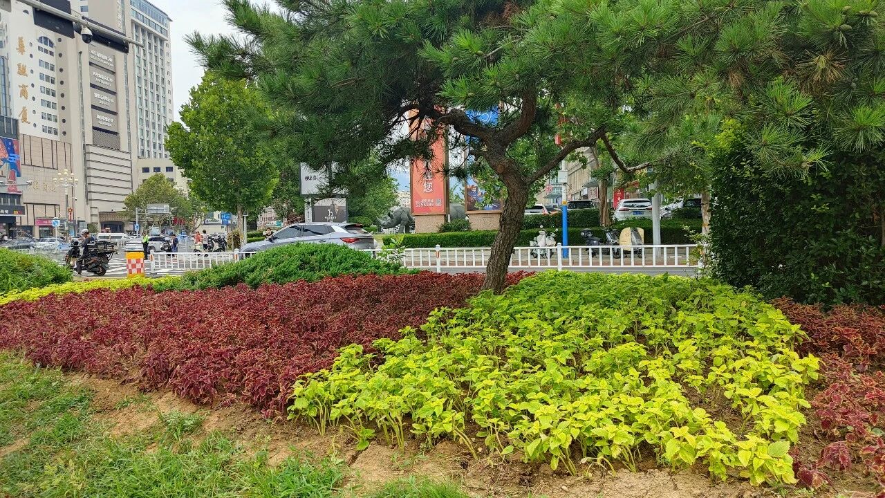 8月底前全部完工!威海市中心城区12条主次干道集中“换妆”