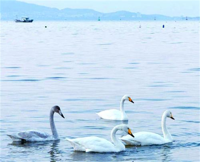 威海经区九龙湾迎来今冬首批大天鹅