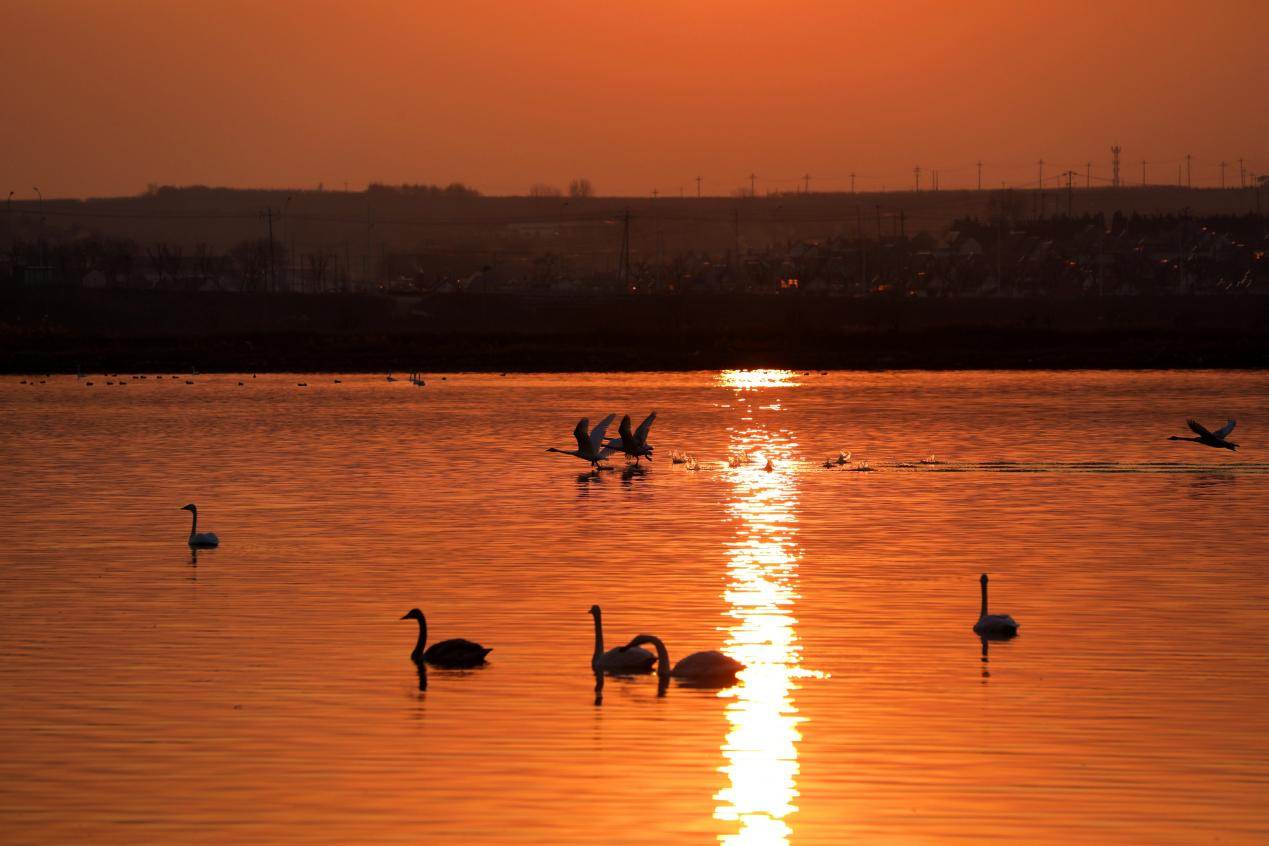 大天鹅飞抵那香海“度假”又岂在朝朝暮暮?