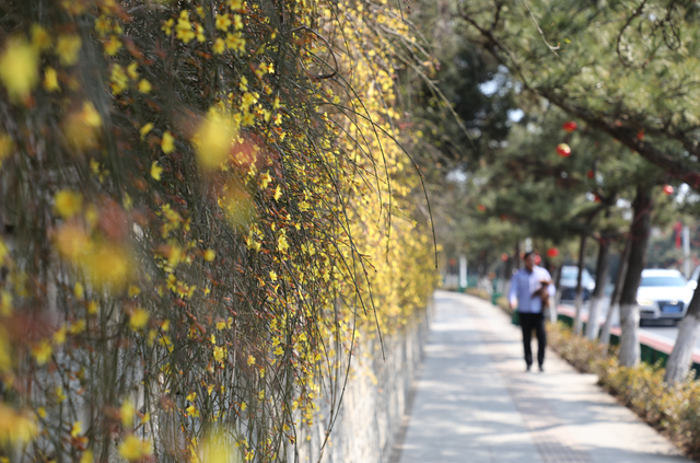 威海春季“赏花攻略”发布，为你奉上花期指南