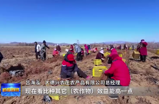 2026·春动山海|西洋参地里种出“致富根” 文登丹参喜迎丰收