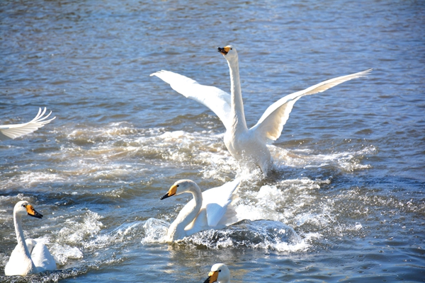 大天鹅北迁已进入尾声